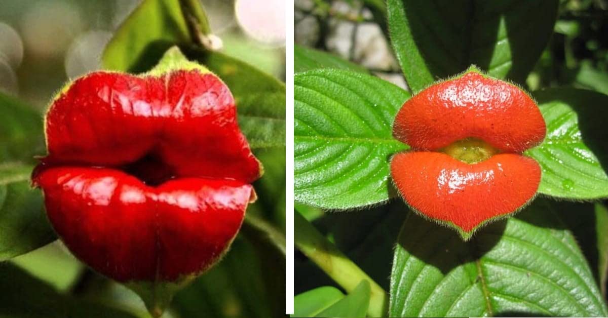 Exotic Hot Lips Seeds for Outdoor Garden Flowers