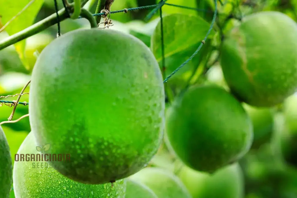 Exotic Monk Fruit Seeds for Greenhouse and Outdoor Gardening