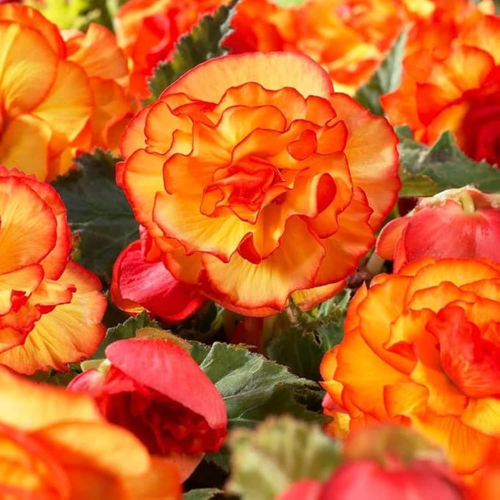Exotic Orange Begonia Seeds for Decorative Flower Beds