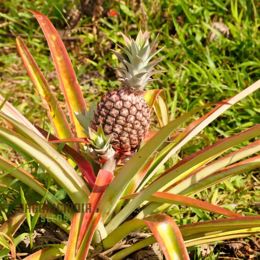 Exotic Pineapple Fruit Seeds for Home Garden