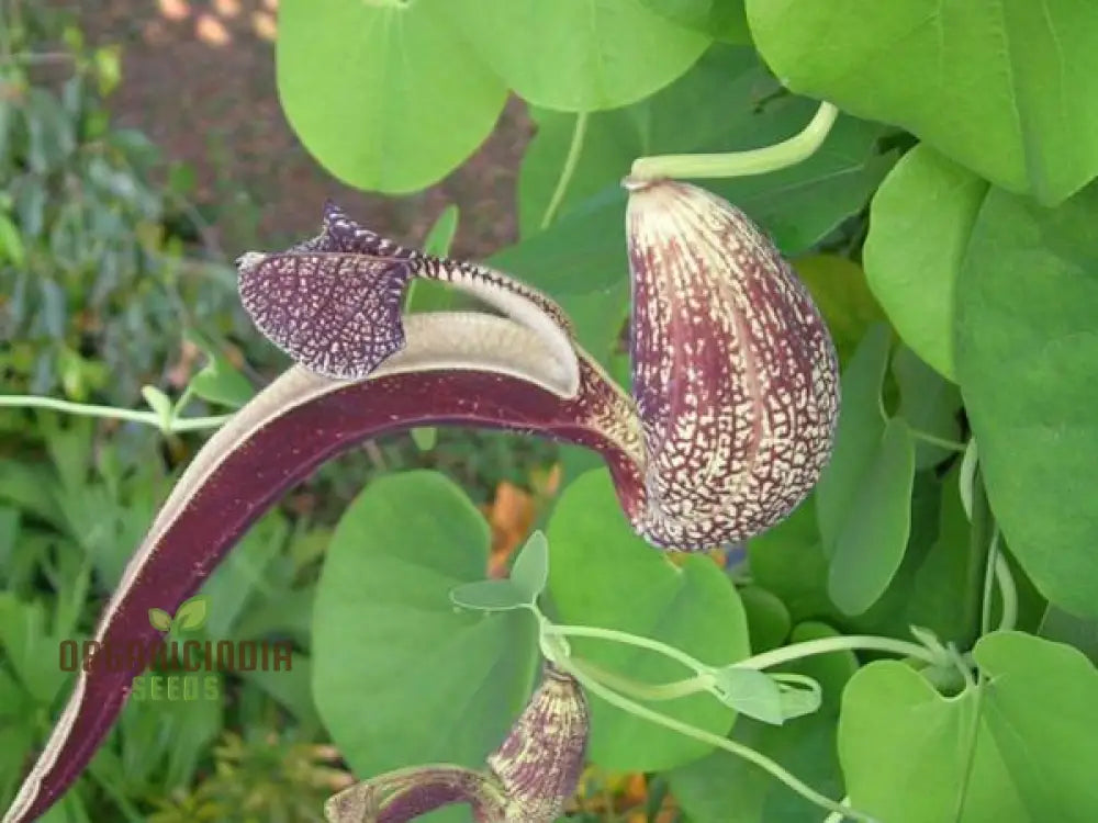 Exotic pipe vine seeds for vertical gardening