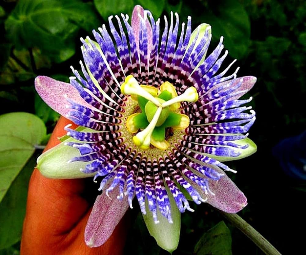 Exotic purple passionflower vine blooming in garden