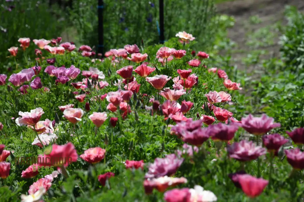 Exquisite Eschscholtzia Thai Silk Rose Chiffon Seeds For Planting: Vibrant Blooms For Your Garden
