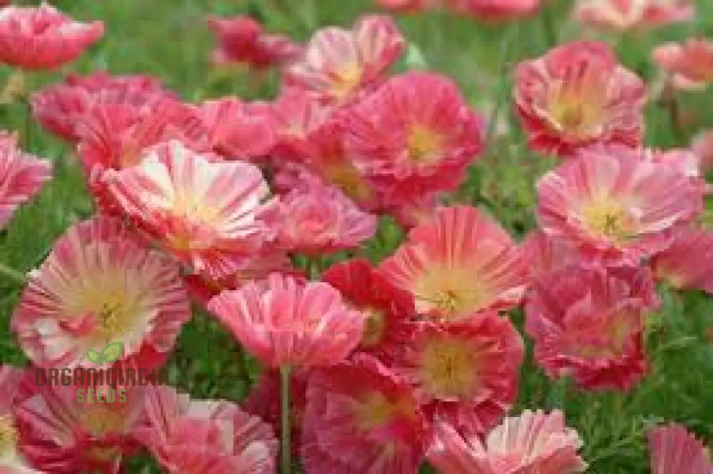 Exquisite Eschscholtzia Thai Silk Rose Chiffon Seeds For Planting: Vibrant Blooms For Your Garden