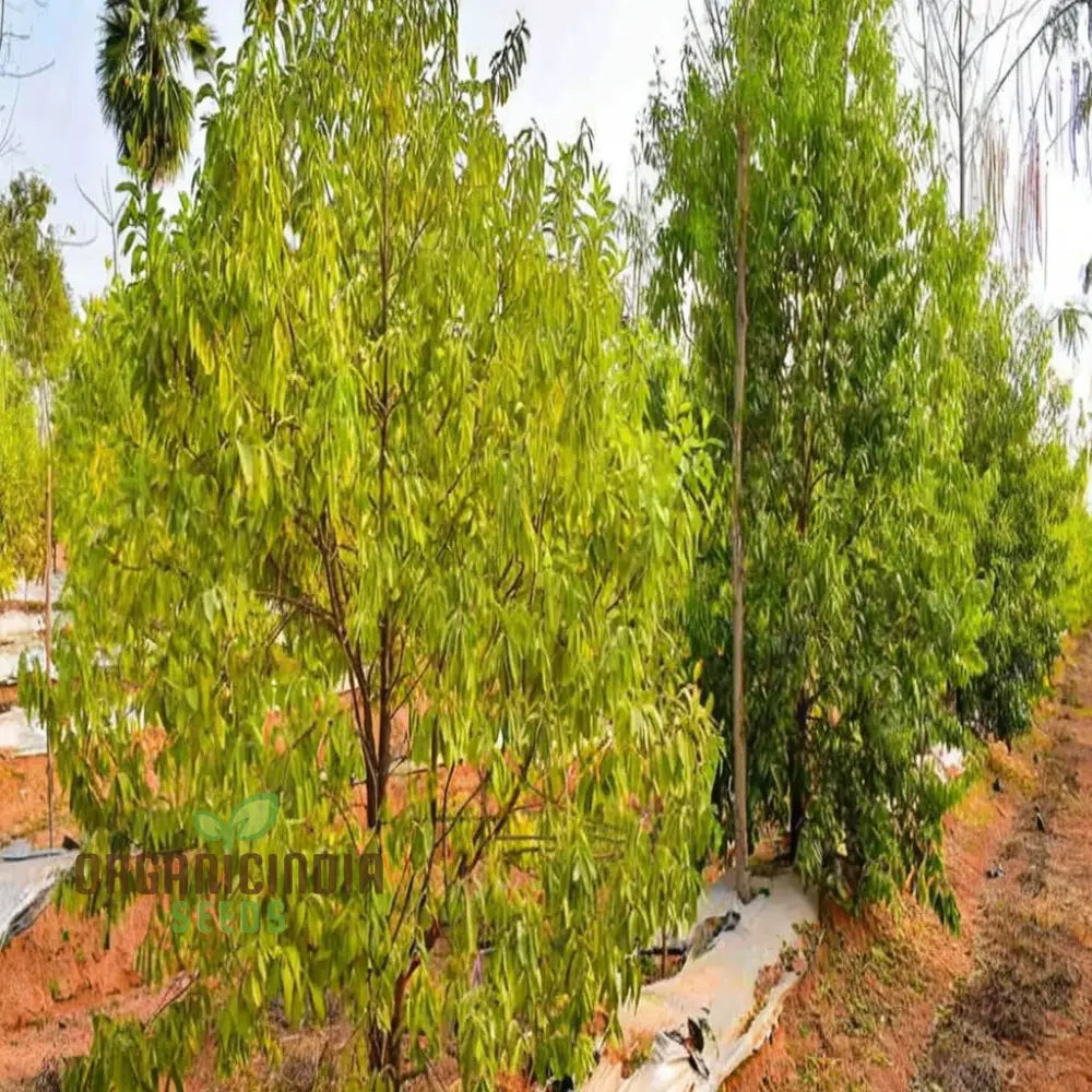 5 Graines Santalum Album (Bois De Santal Blanc) - Plante Rare, Arbre Aromatique - DIY Jardin