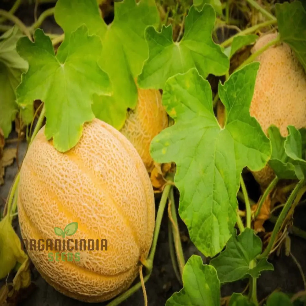 Melon Pinonet Seeds, Exotic Organic Fruit Seeds for Your Garden