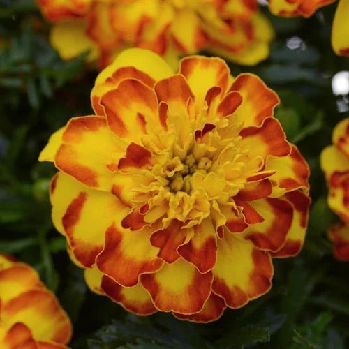 Orange with Red Edges Marigold Seeds, Fiery Bicolor Blooms for Gardens