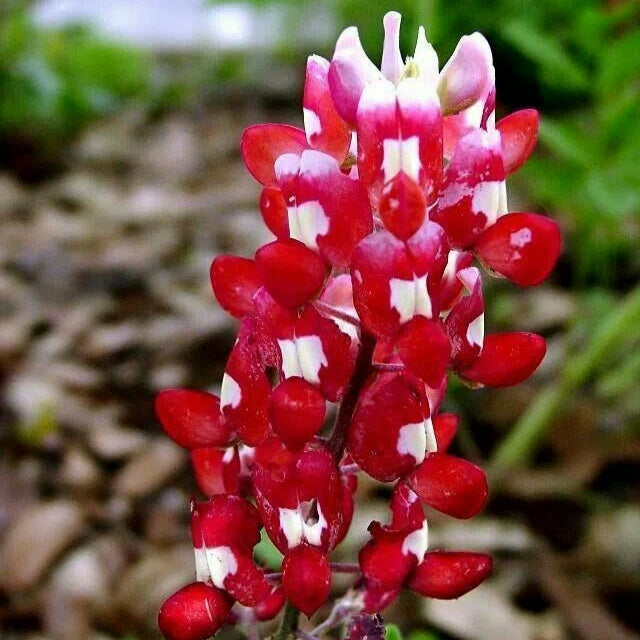 Maroon Red Texas Bluebonnet Seeds,  Planting