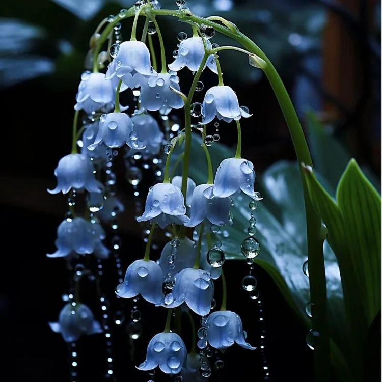 Blue Lily of the Valley Seeds, Rare and Elegant Perennial Flowers for Your Garden