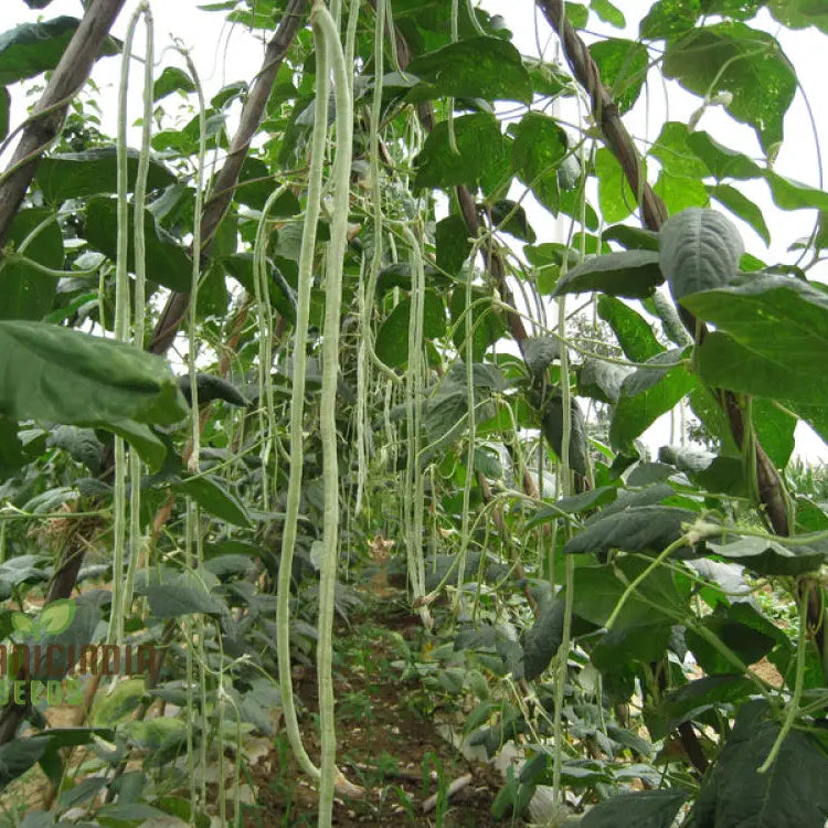 Mature Fagiolini Della'occhio Cowpea Plant from Seeds, Climbing Bean Vines