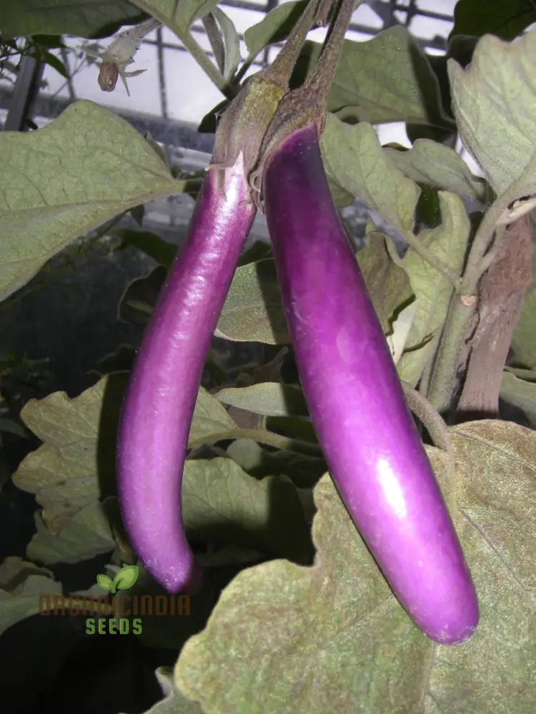 Long Purple Eggplants on Farmers Long F1 Hybrid Plant