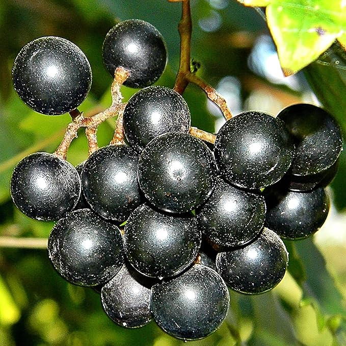 Fast-growing grape vine seeds for garden arbors and pergolas
