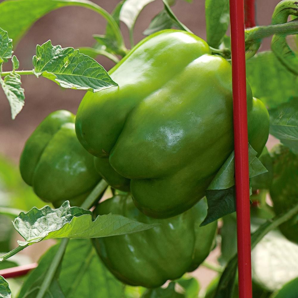 Fat N’ Sassy Bell Pepper Seeds for Planting, High-Yield Sweet Peppers