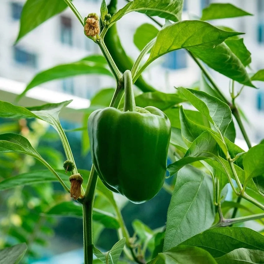 Mature Fat N’ Sassy Bell Pepper Plant with Sweet Red Peppers
