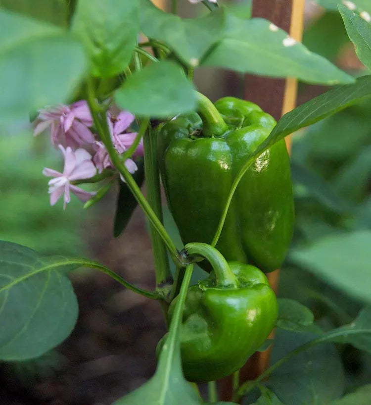 Fat N’ Sassy Bell Pepper Seedlings for Home Garden, Easy-to-Grow Seeds