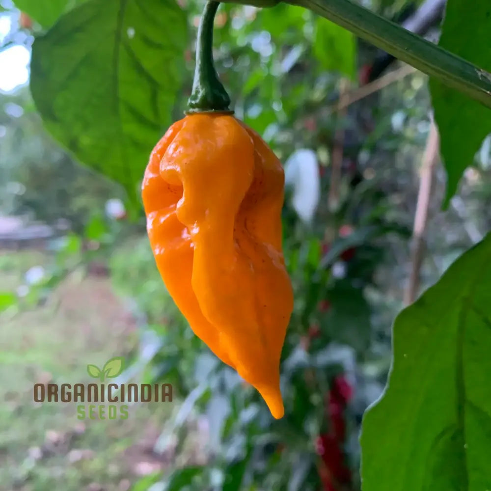 Fatalii Pepper Plant Grown from Seeds, High-Heat Pepper Variety