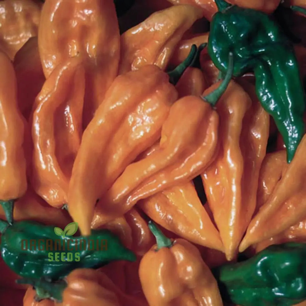 Fatalii Pepper Seeds Packet for Planting, Hot Pepper Seeds