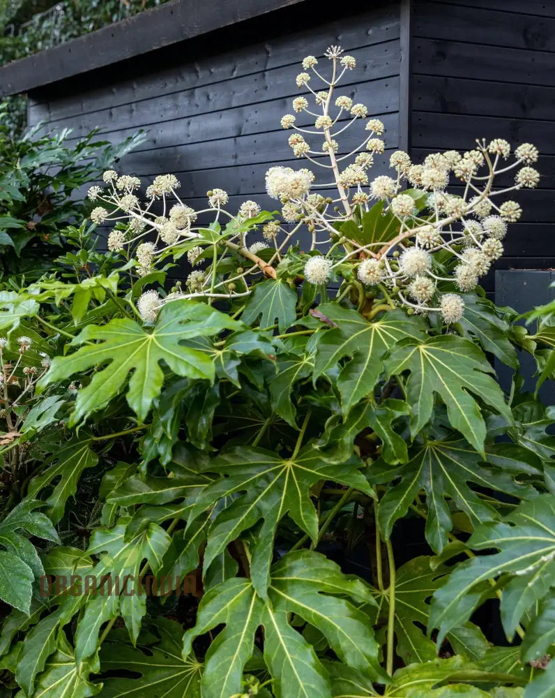 image.title Fatsia Japonica Seeds - Hardy Evergreen Plant Seeds for Planting image.title Fatsia Japonica Seeds - Hardy Evergreen Plant Seeds for Planting