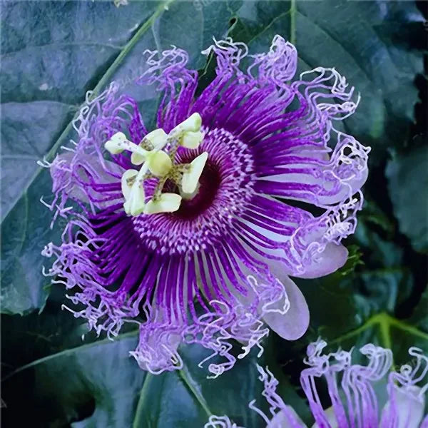 Graines de Passiflora Incarnata - Fleur de la Passion pourpre/Maypop, vigne vivace à croissance rapide, résistante à l'hiver - 200 pièces