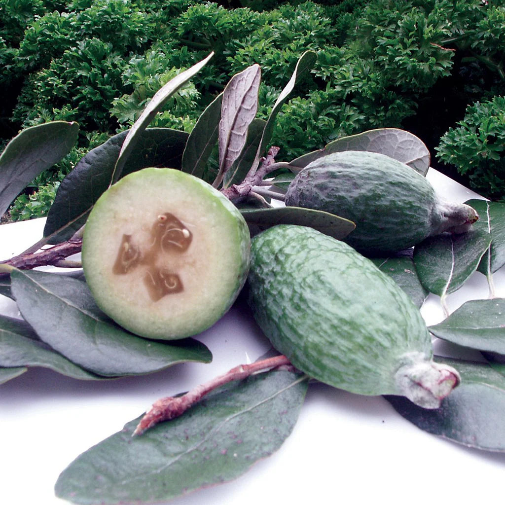 Pineapple Guava Fruit Seeds