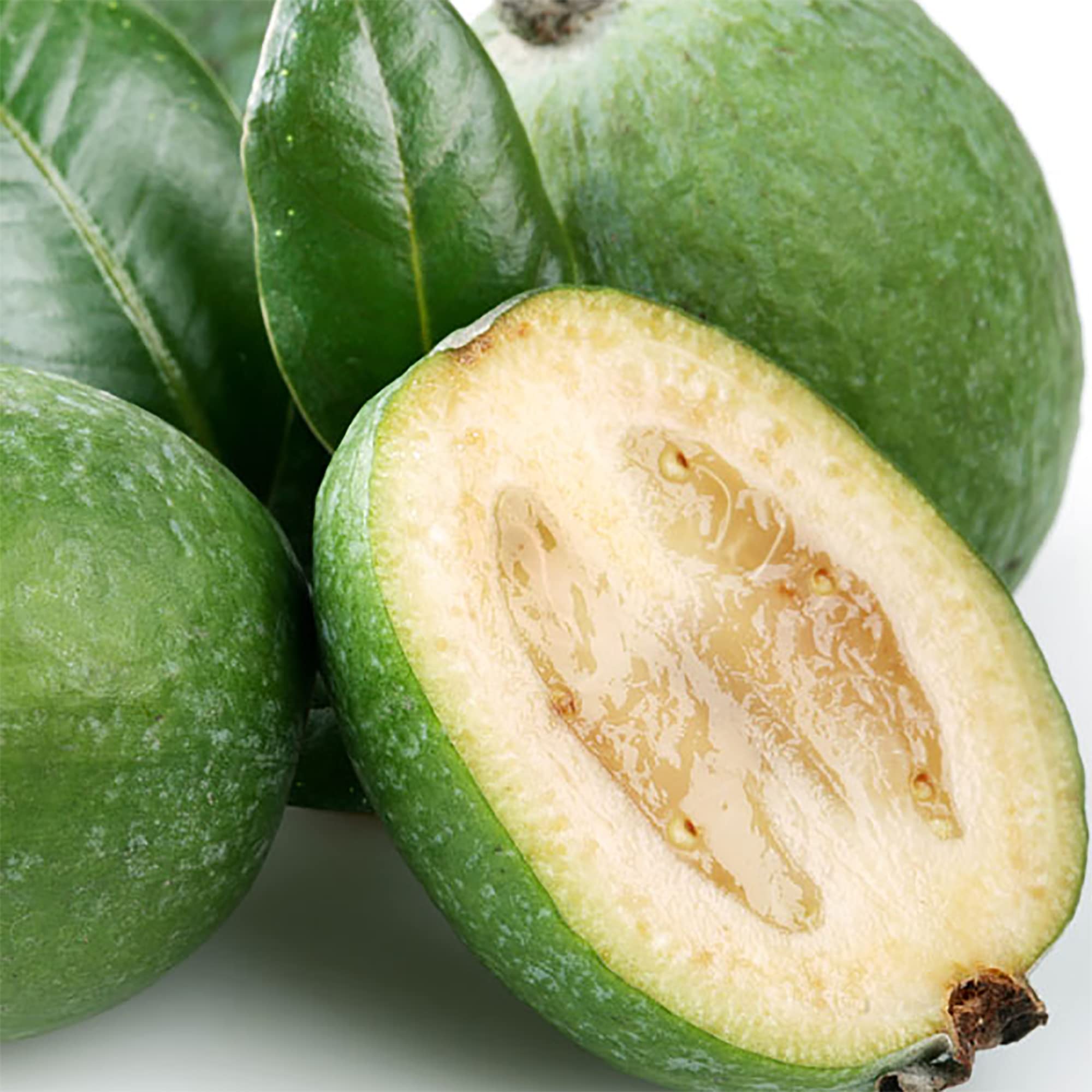 Feijoa seeds with high germination quality