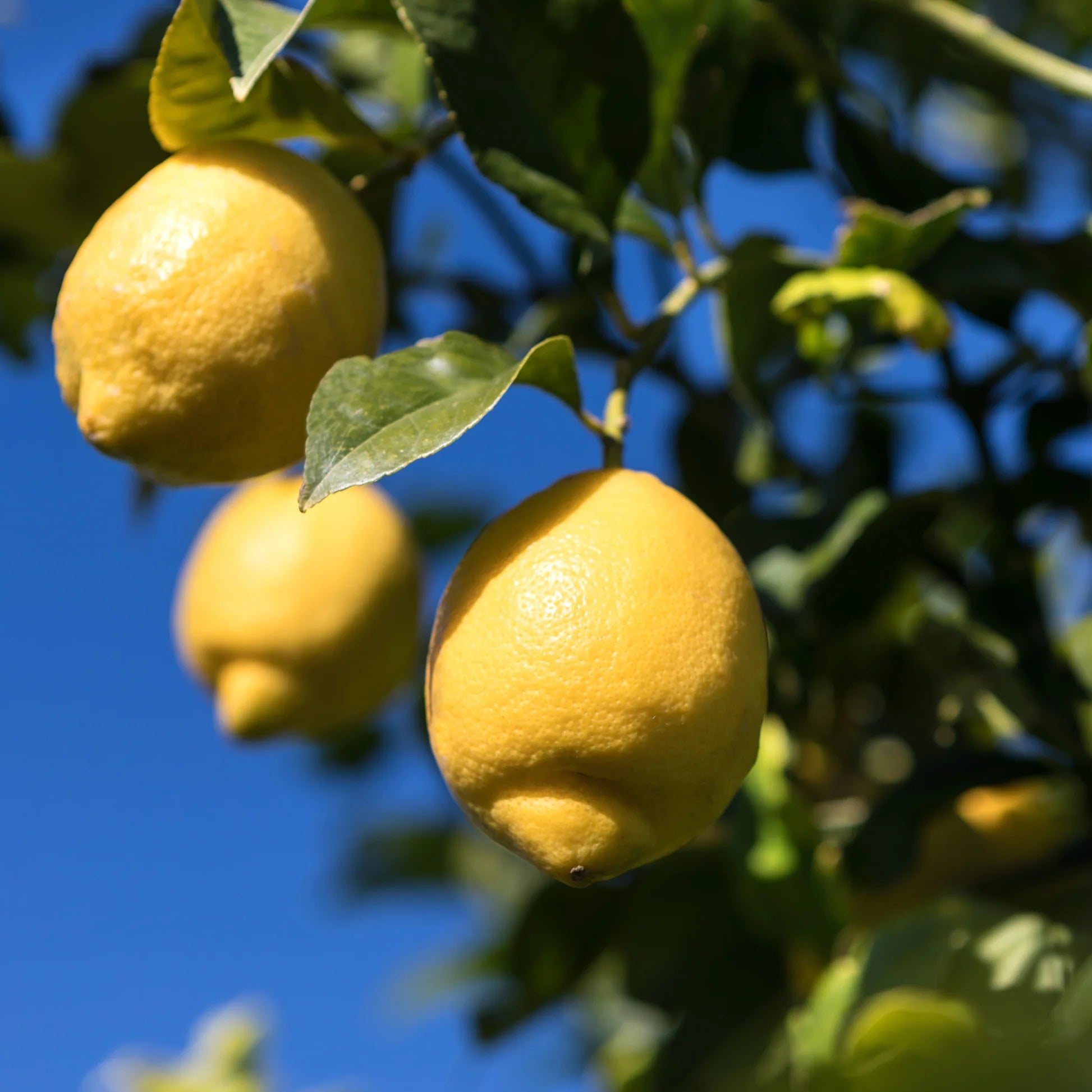 Grow Femminello Lemon Seeds Indoors and Outdoors