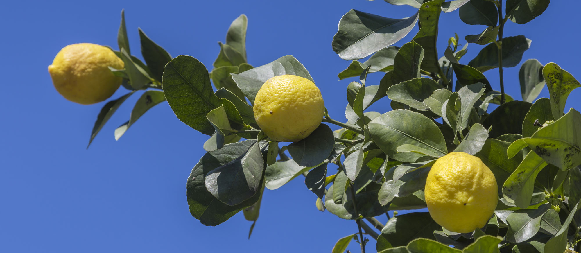 Femminello Lemon Seedlings – Non-GMO Citrus Tree Growth