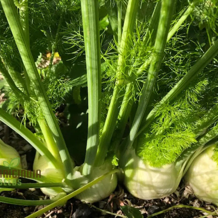 Mature Fennel Romanesco Plant from Seeds, Crisp and Flavorful Bulbs