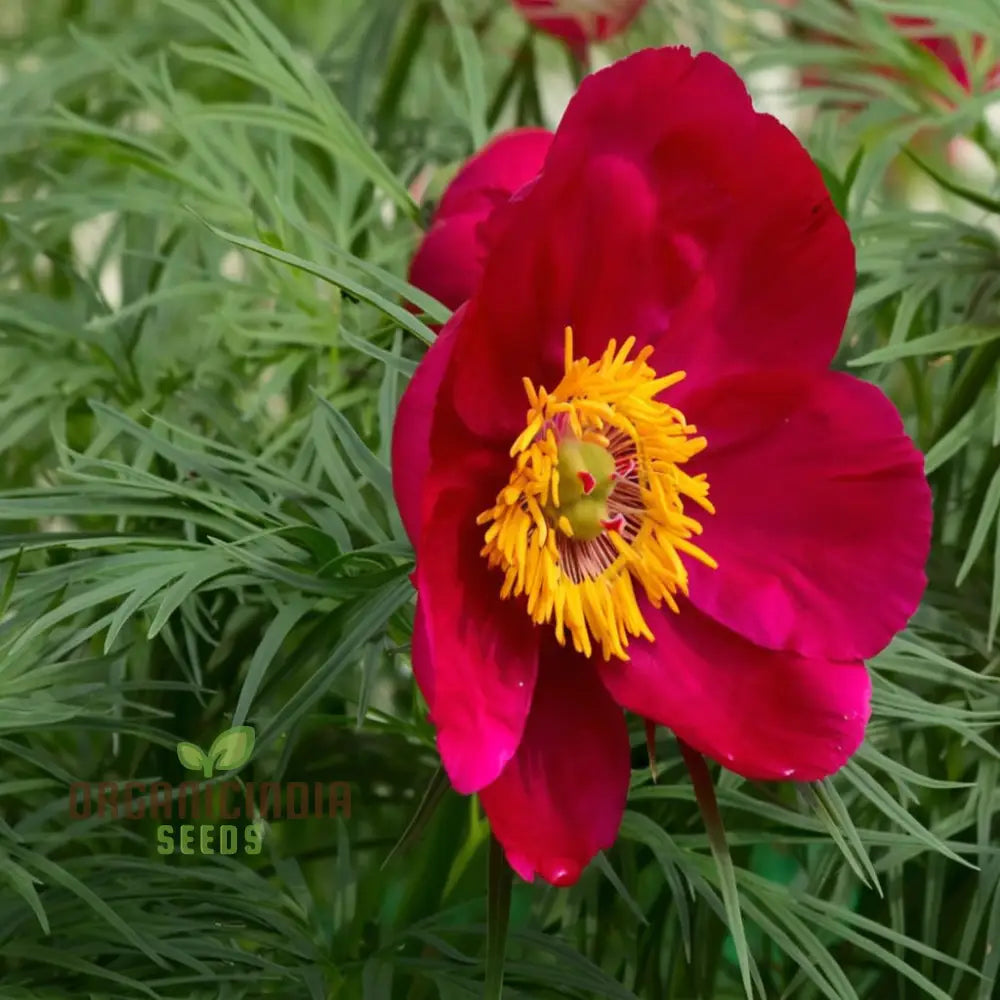 Fern Leaf Peony Paeonia tenuifolia seeds for planting