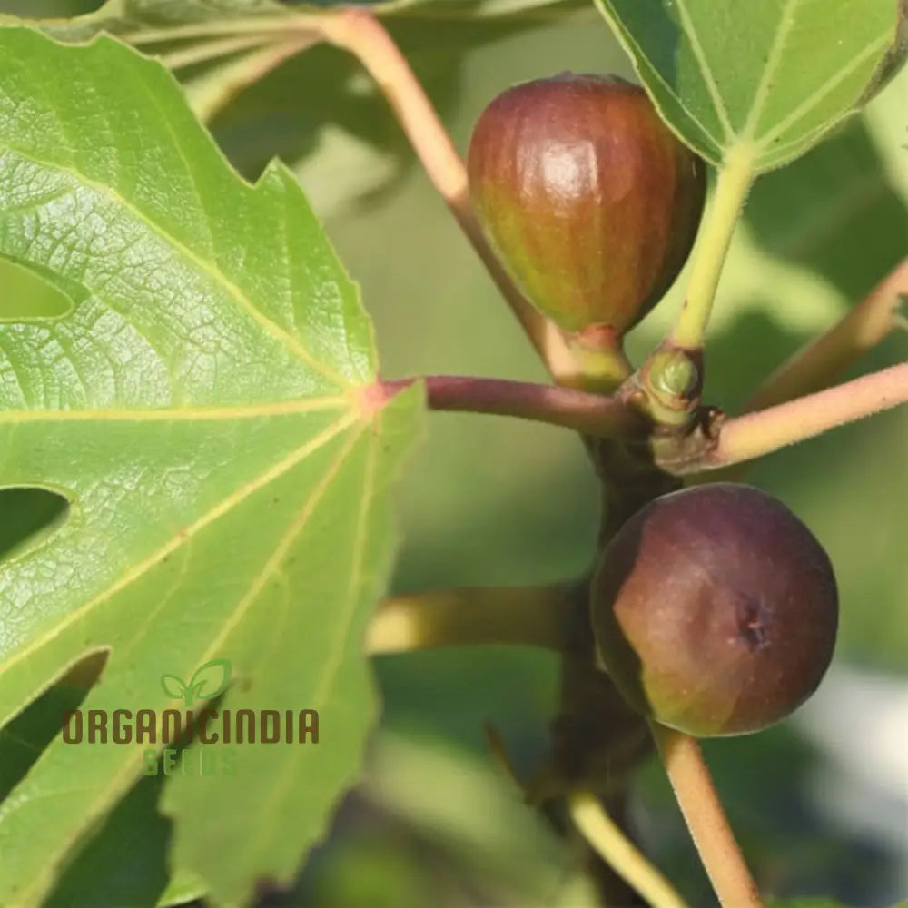 Fig plant grown from Black Mission fig seeds
