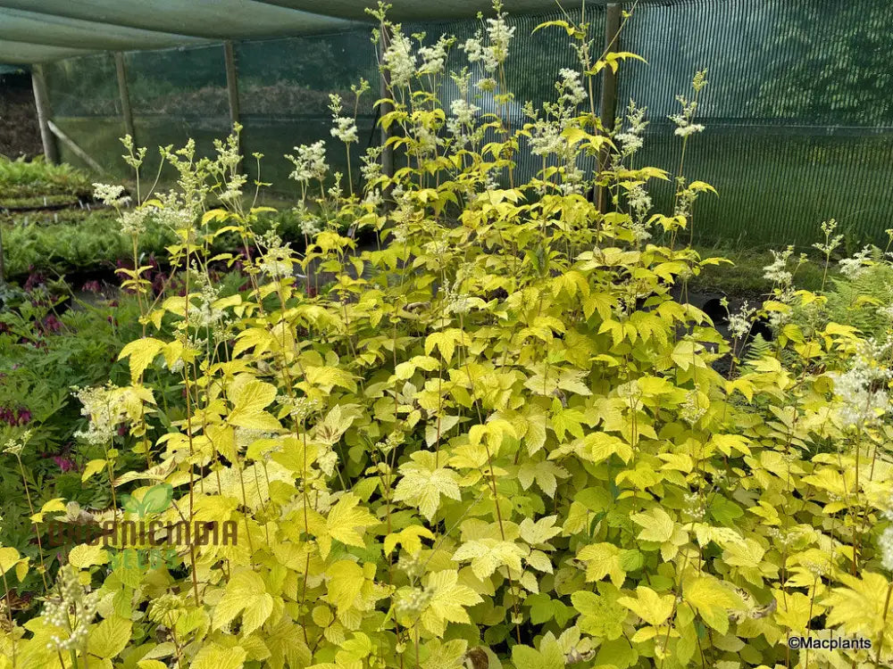 Filipendula Ulmaria â€™Aureaâ€™ Seeds - Exquisite Yellow Meadow Sweet For Planting And Garden Beauty