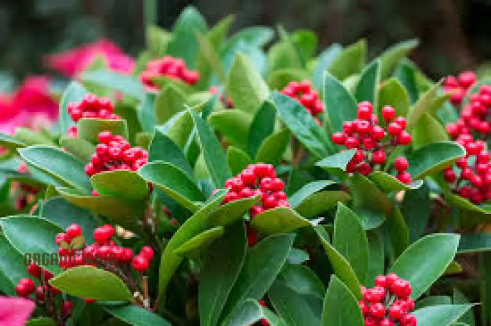 Finetooth Holly Seeds - Ilex Serrata For Planting In Gardens | Hardy Evergreen Shrub With Berries