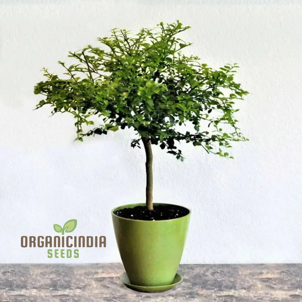 Finger Lime Plant Seeds for Home Gardeners