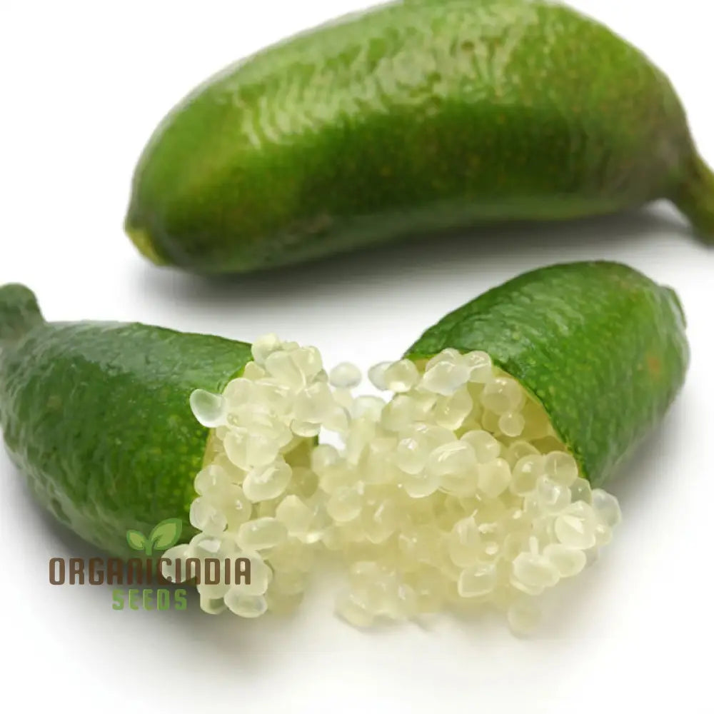 Finger Lime seedlings sprouting from Non-GMO citrus seeds