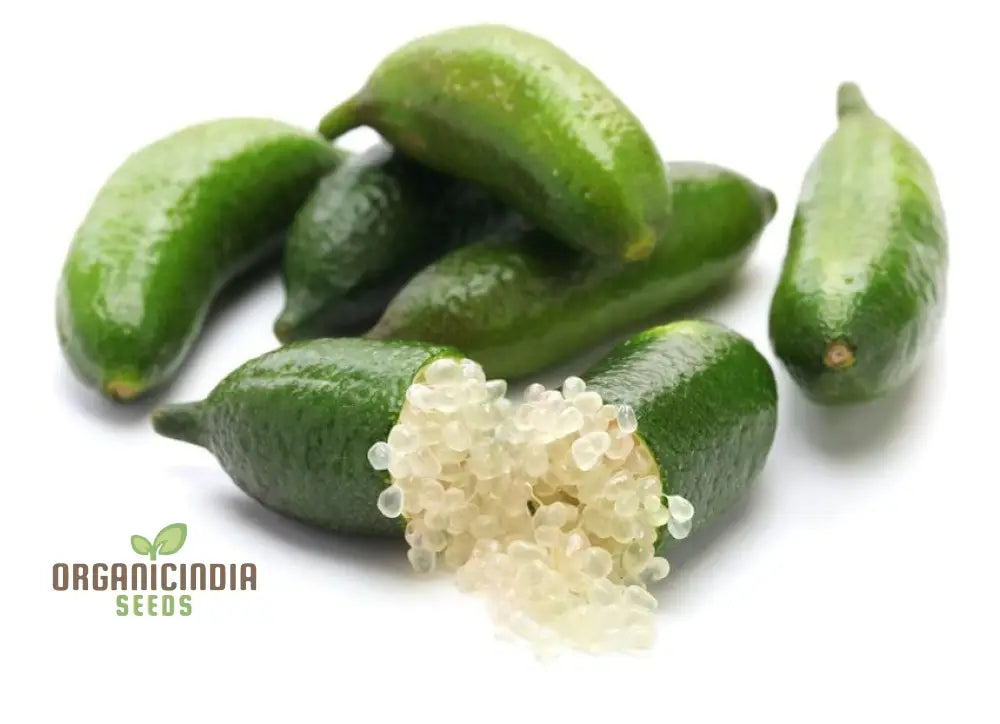 Close-up of Finger Lime fruit, high-value citrus seeds