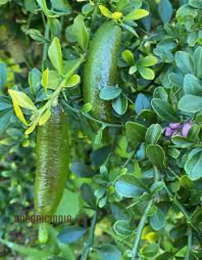 Mature Finger Lime Tree with fruits, exotic citrus seeds