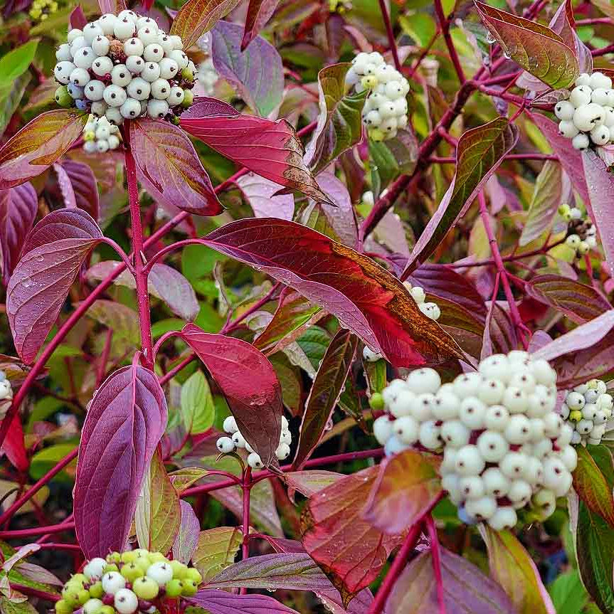 Fire and Ice Dogwood Tree Seeds – Variegated Cornus alba for Gardens