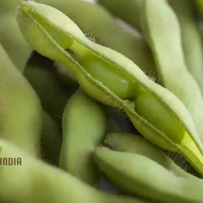 Mature Fiskeby Soybean Plant from Seeds, Bushy High-Yield Variety