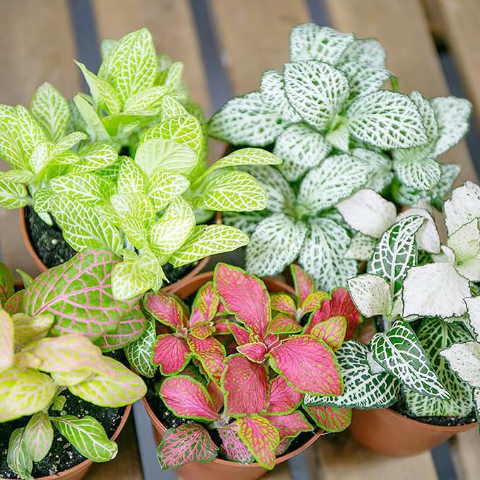 Fittonia Albivenis Seeds for Indoor Planting – Vibrant Nerve Plant Foliage