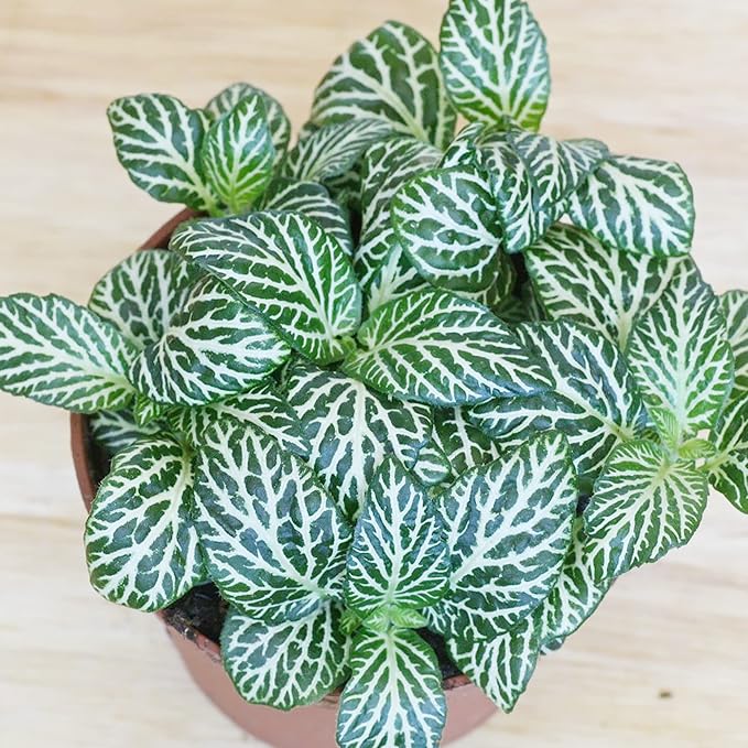 Fittonia Albivenis Seeds for Indoor Gardening – Colorful Houseplant Variety