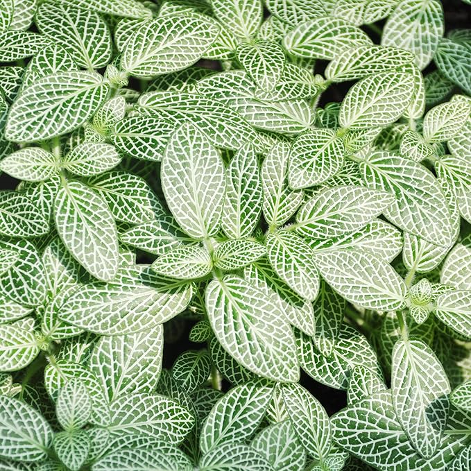 Mixed Fittonia Albivenis Seeds – Colorful Nerve Plant Variety