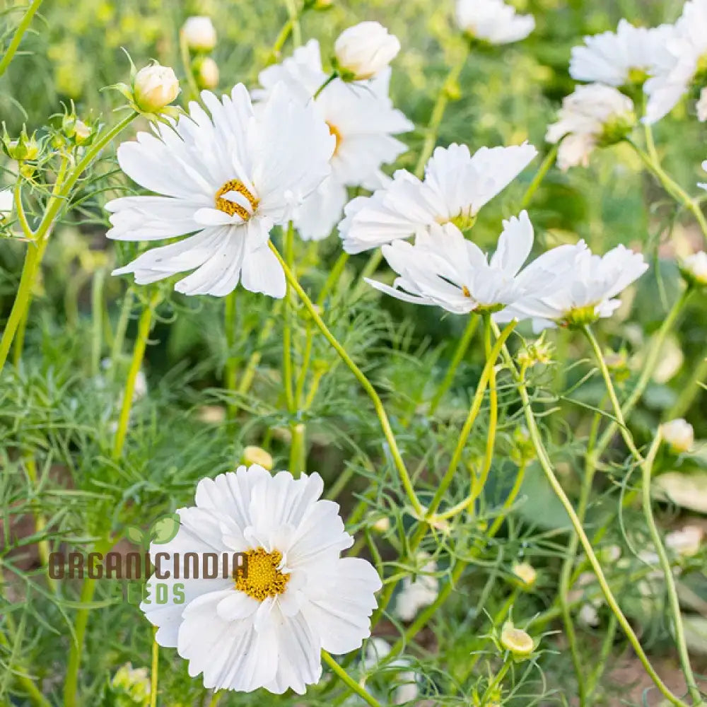 Fizzy White Cosmos Seeds for Elegant Garden Planting