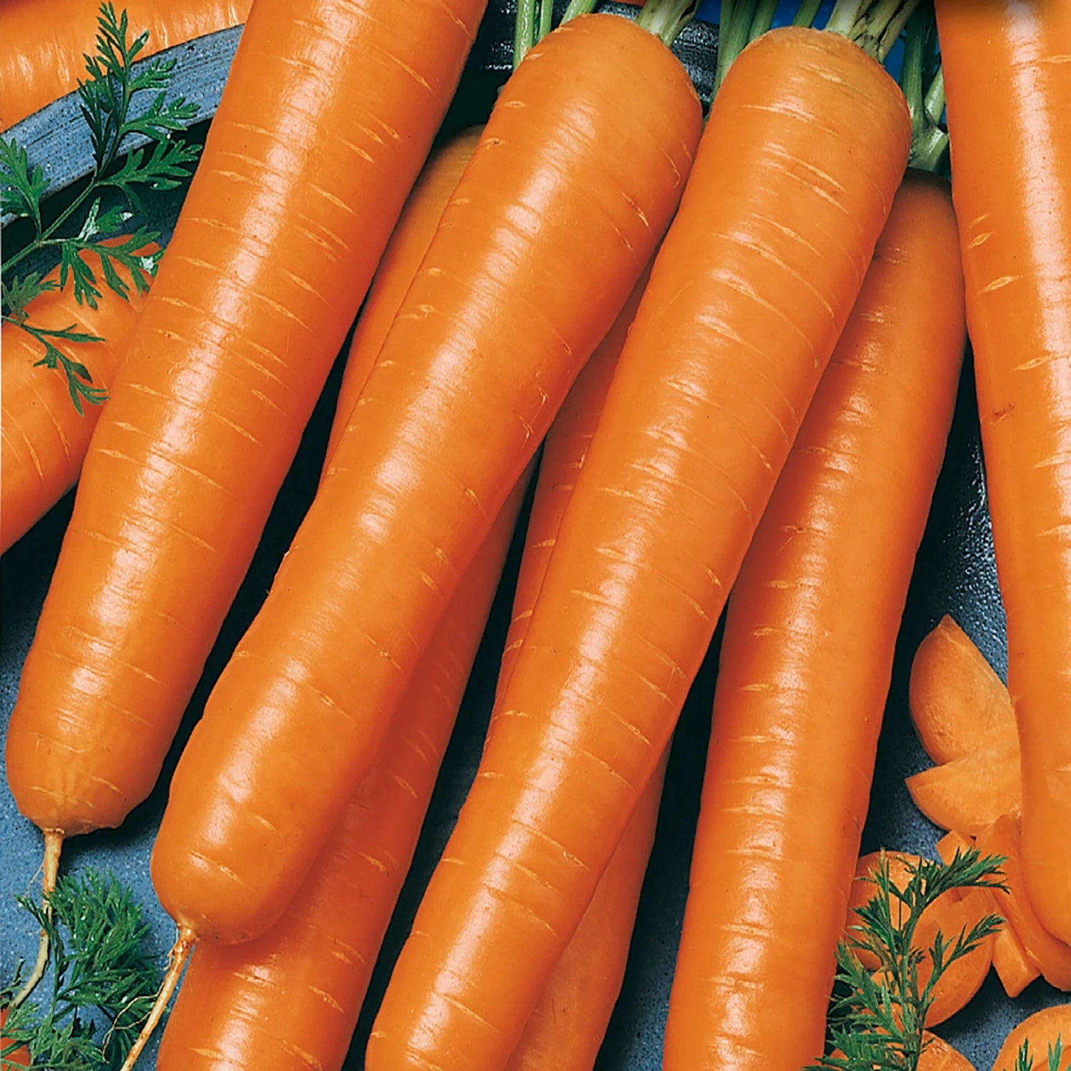 Flakkee Carrot Seedling, Easy-to-Grow Root Vegetable from Seeds