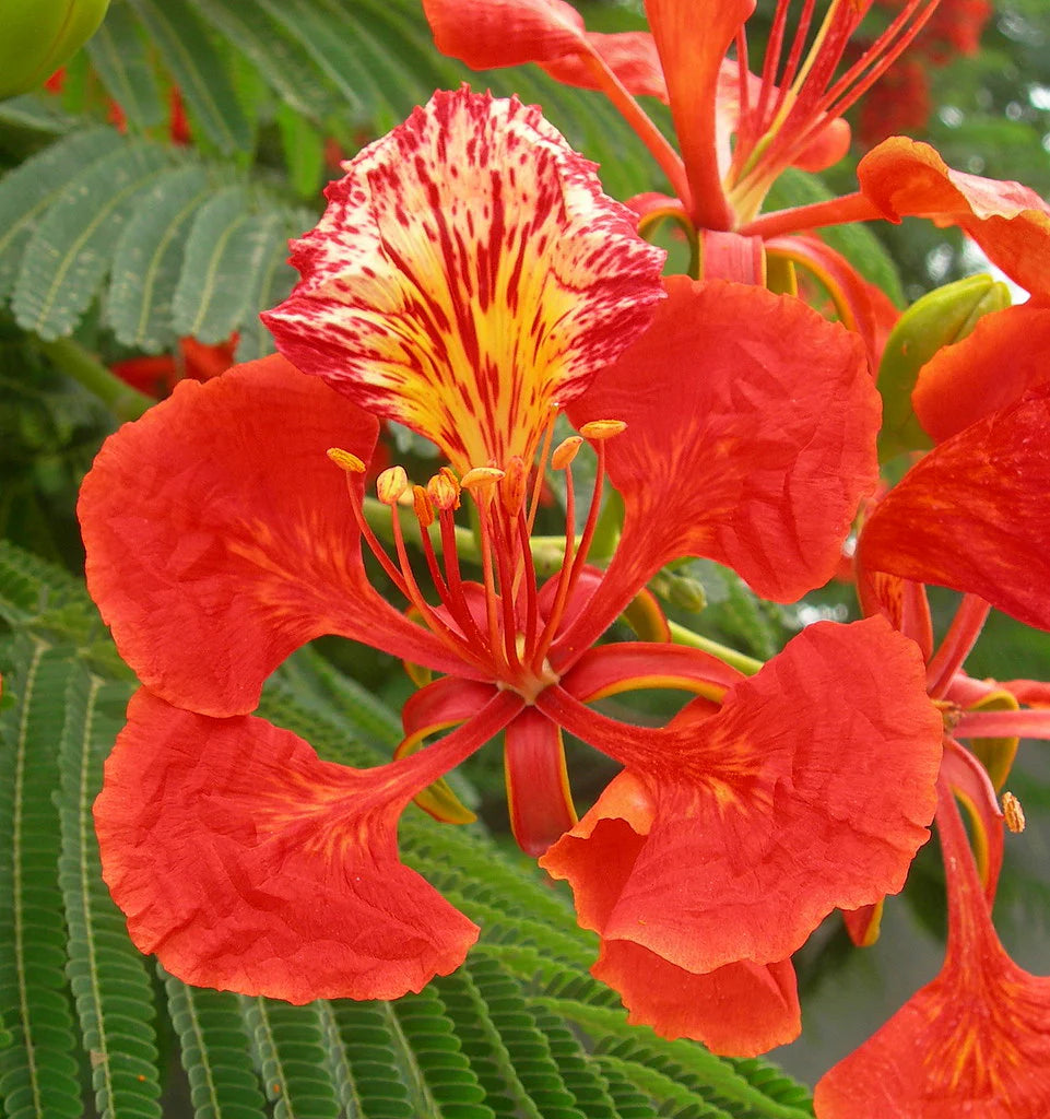 Flamboyant tree seeds ideal for landscape use