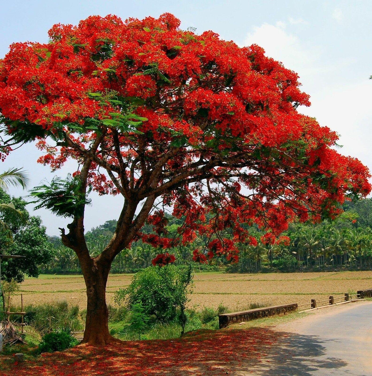 30 Graines D'arbre Flamboyant (Delonix Regia) - Pour Plantation Intérieure Ou Extérieure - 9