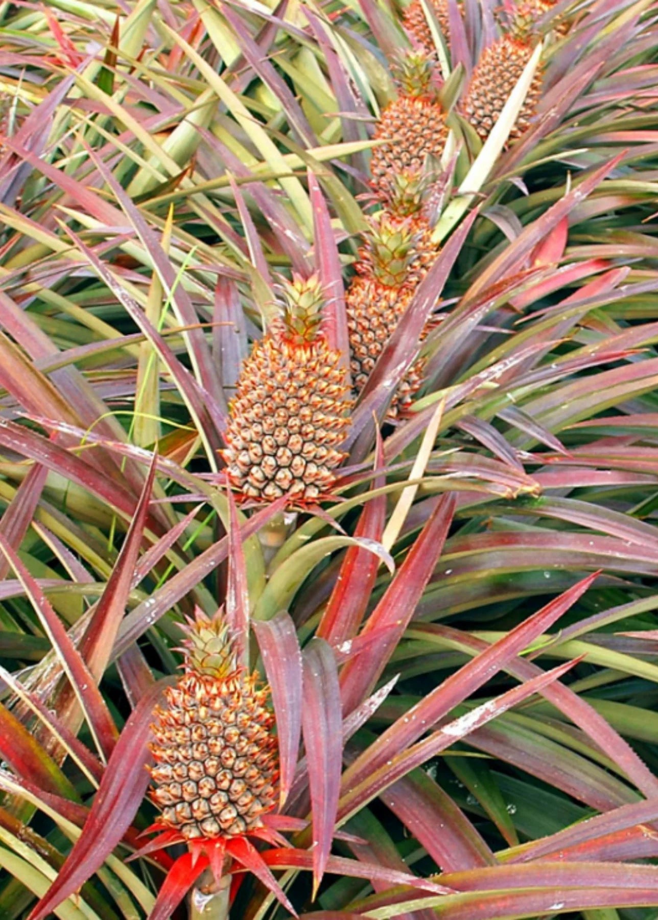 Florida Special Pineapple Seeds for Planting – Grow Sweet & Tropical Low-Acid Pineapples