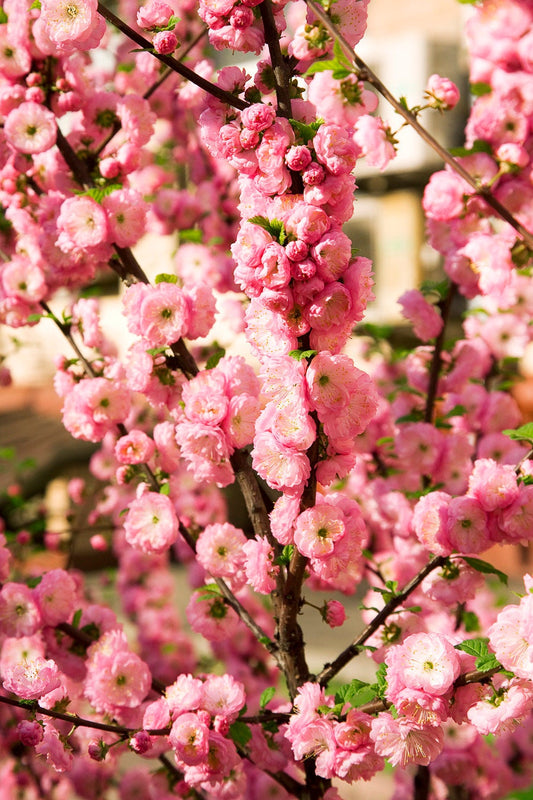 Flowering Almond Seeds for Beautiful Spring Garden Blooms