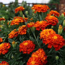 High Yield Marigold Seeds for Colorful Garden Displays
