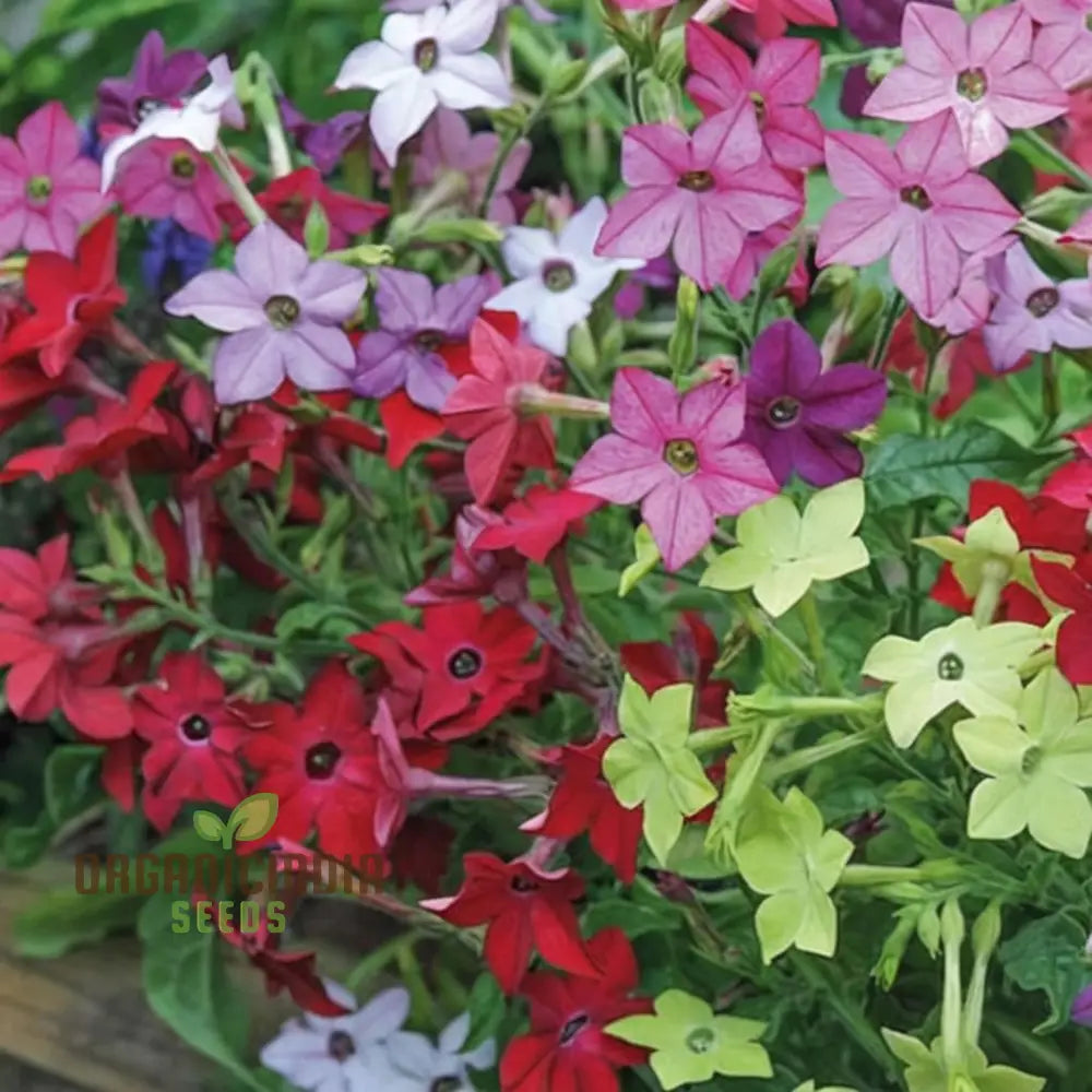 Flowering Nicotiana Seeds for Home Garden Blooms