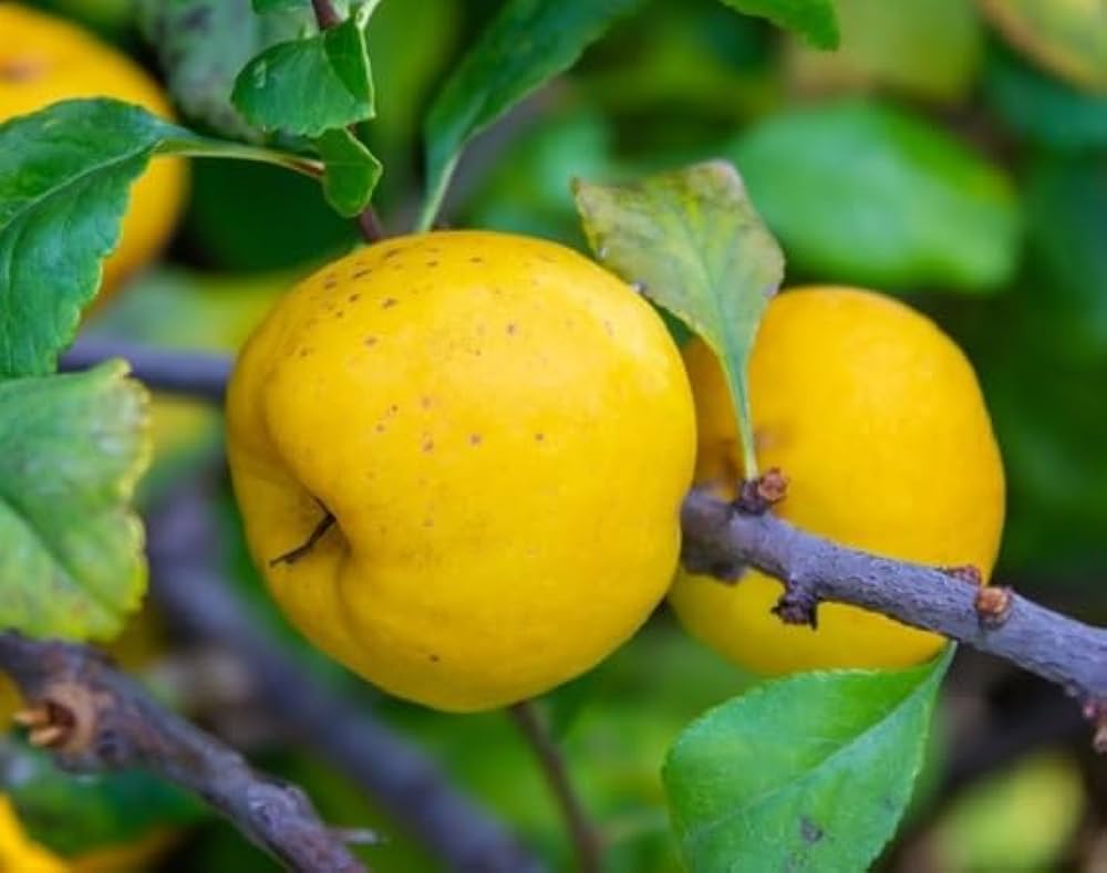 Mature Flowering Quince Shrub in Landscape